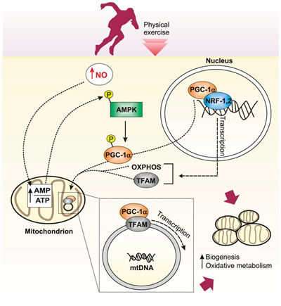 Ѱ���ഺ����Ȫ-��������˥����