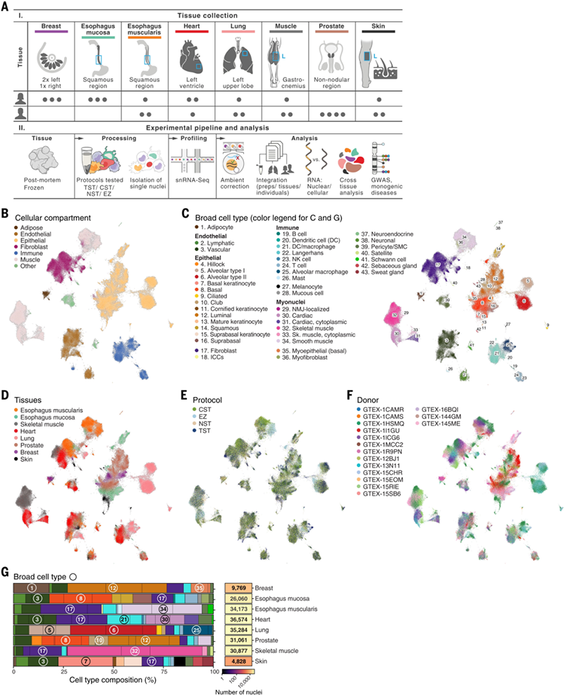 ��Science�ذ�����������Ϊֹ����������������ȫ�Ŀ���֯ϸ��ͼ�׻��